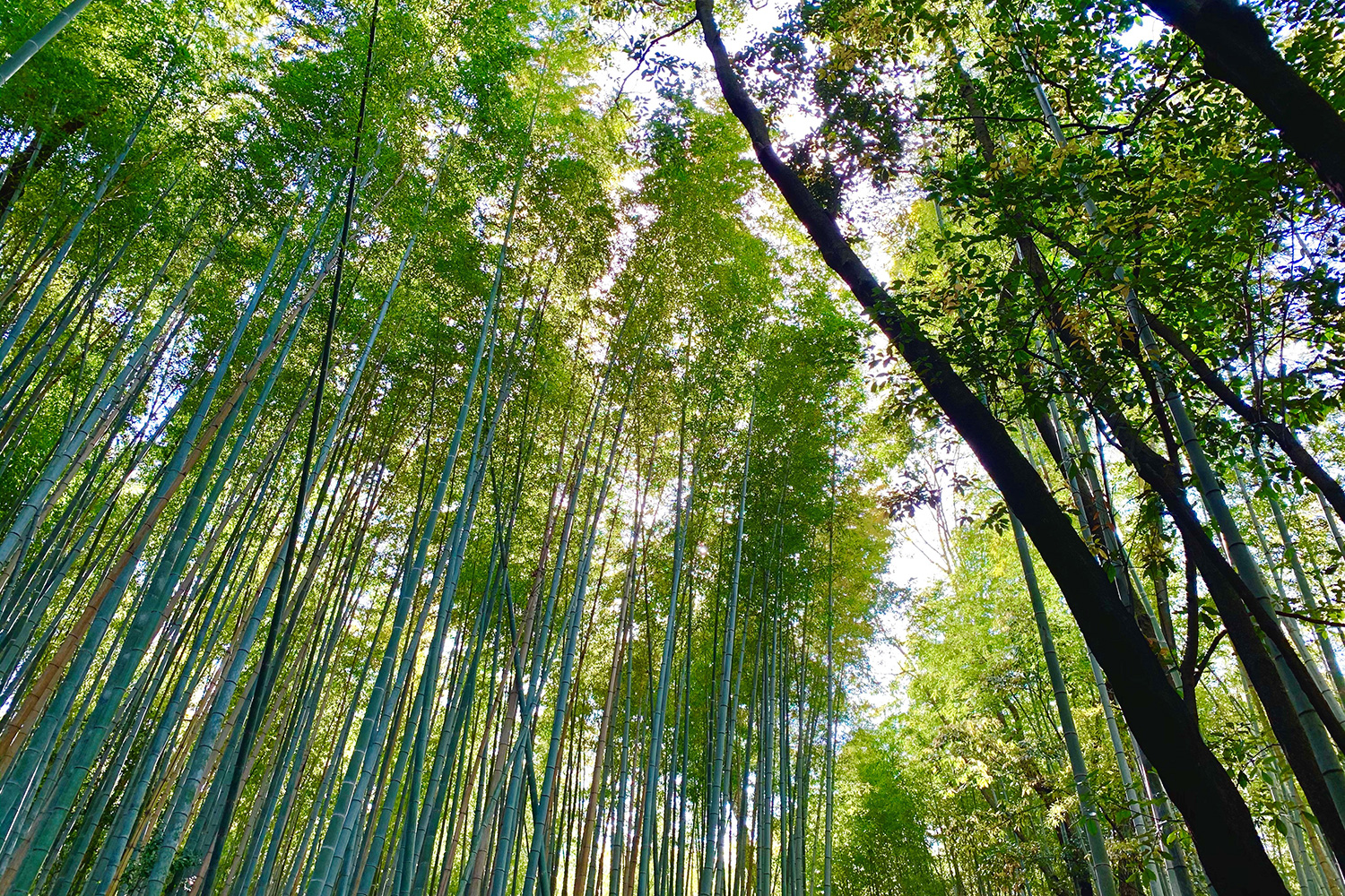 竹林の小径